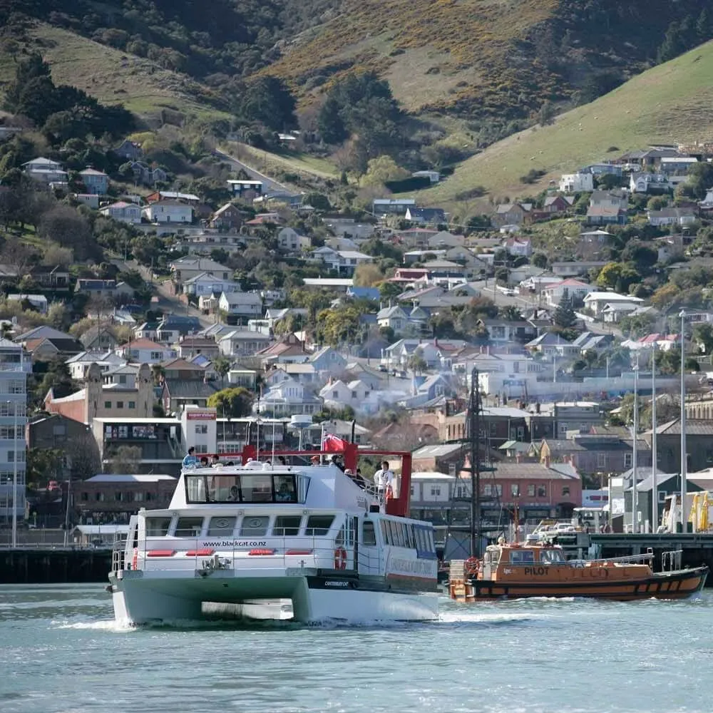 Canterbury Cat In Lyttelton