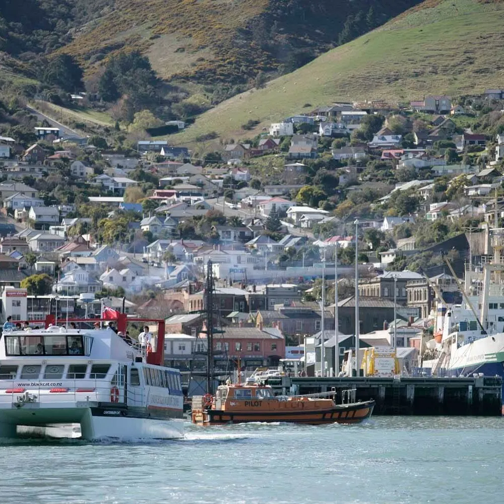 Canterbury Cat In Lyttelton