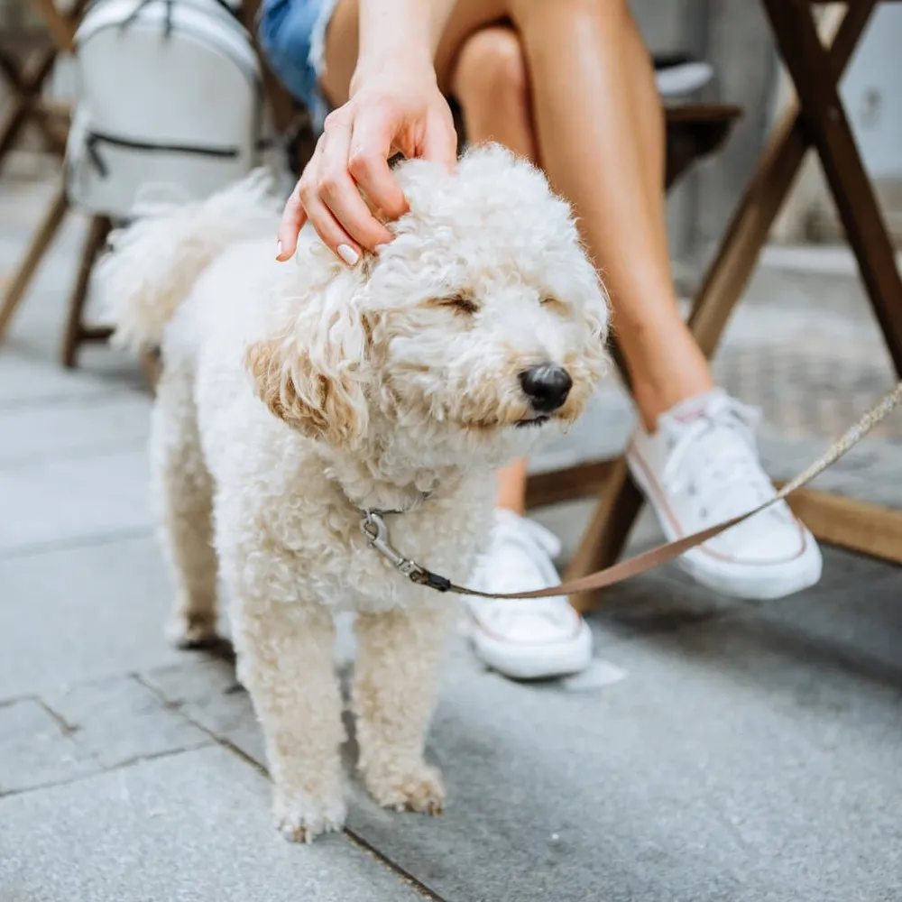 Dog outside a cafe
