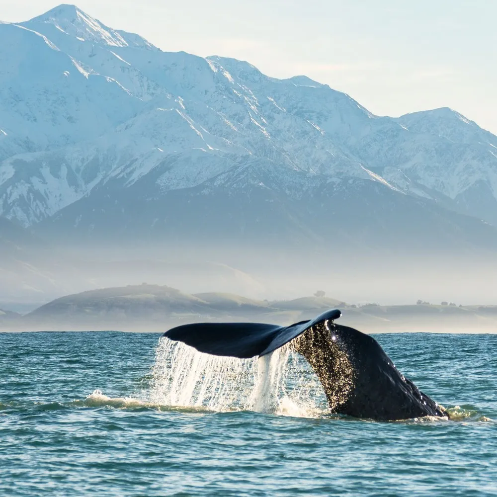 Whale watching in Kaikoura