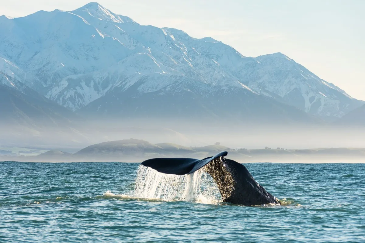 Whale watching in Kaikoura