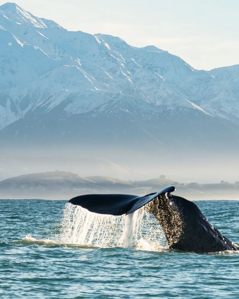 Whale watching in Kaikoura