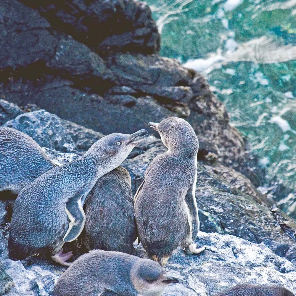 Pōhatu Penguins tour little blue penguins