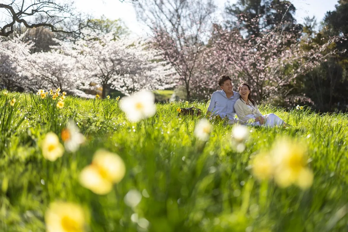 Couple sitting among daffoldils in spring