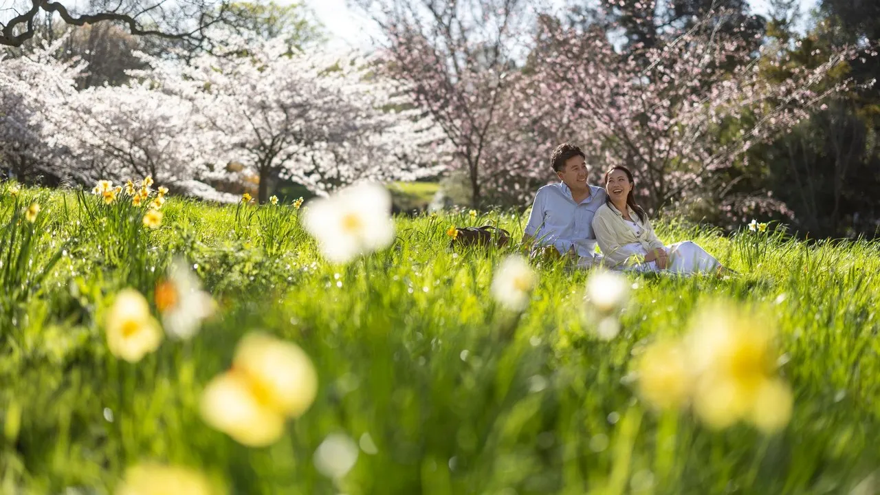 Couple sitting among daffoldils in spring