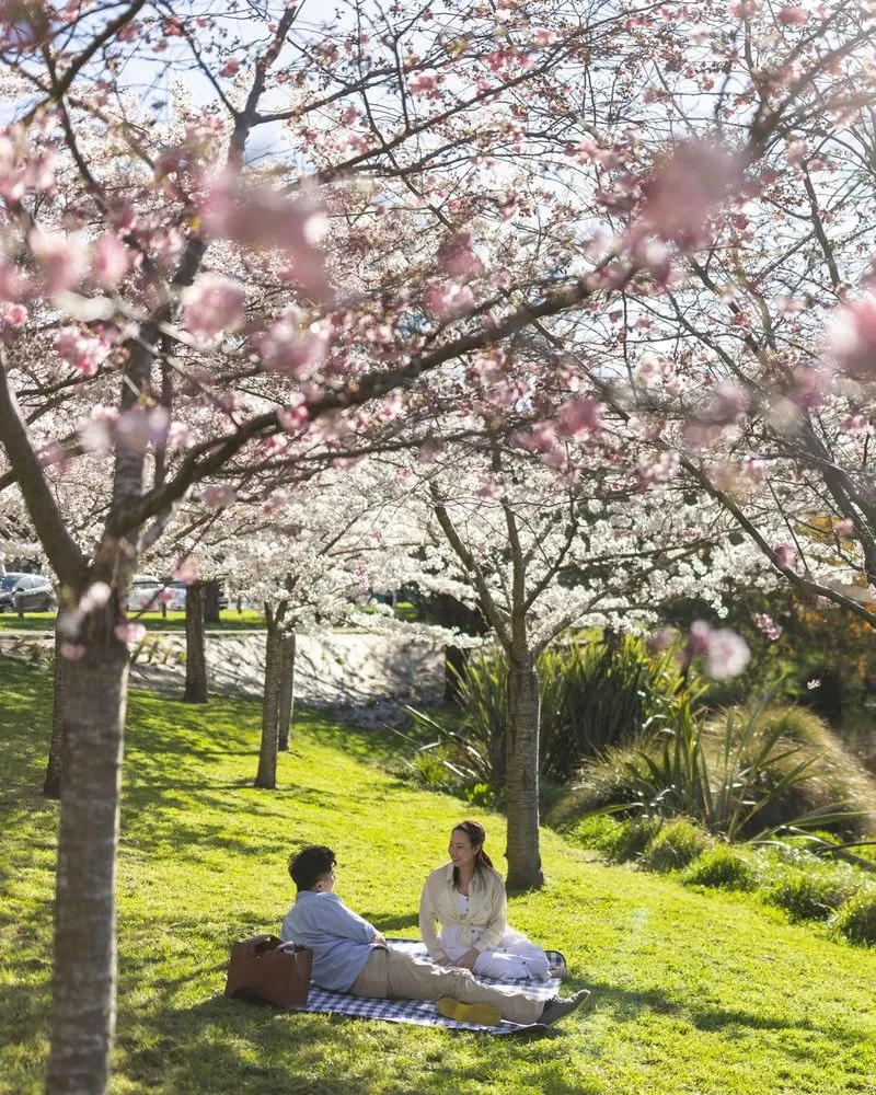 Couple sitting under chery blossom trees
