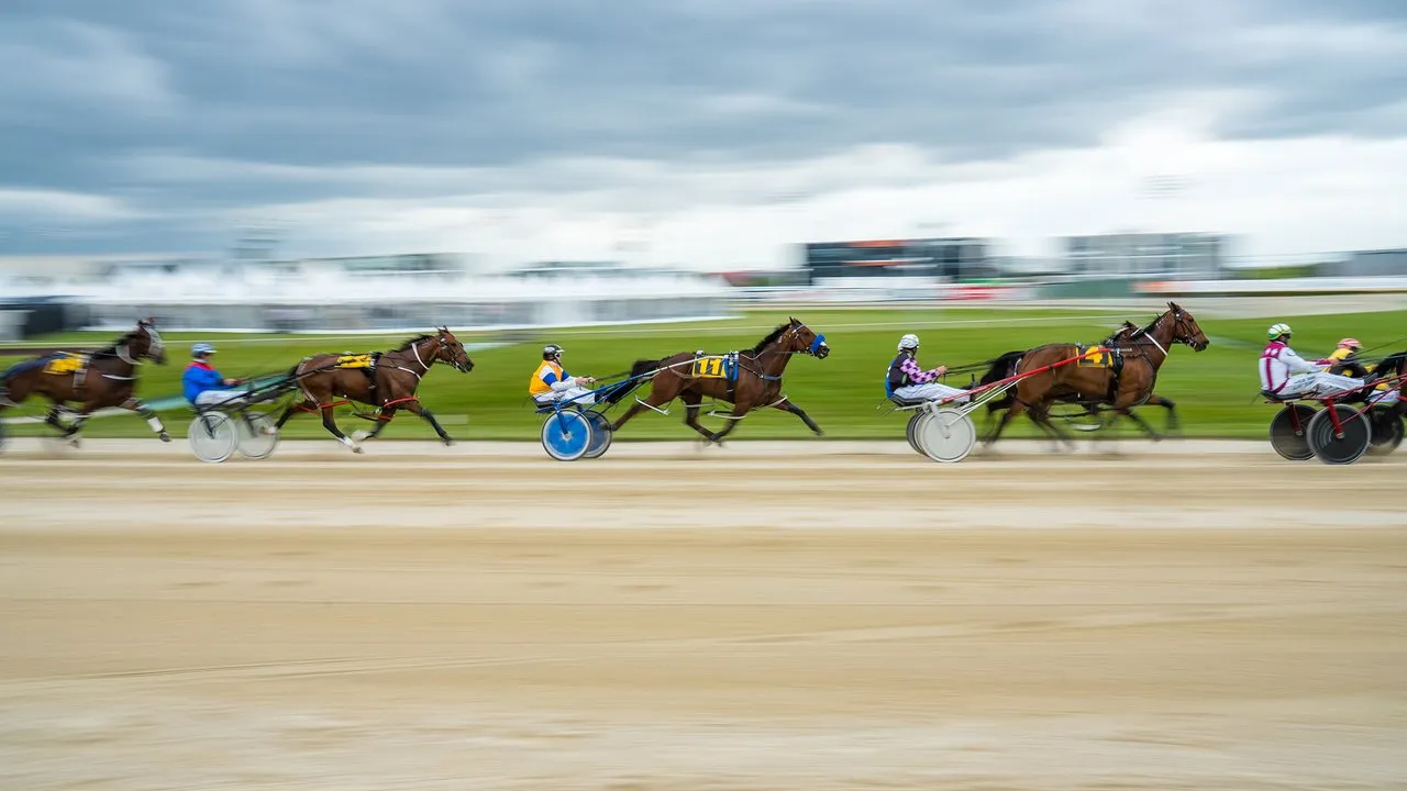 On Show horse trotting at Addington