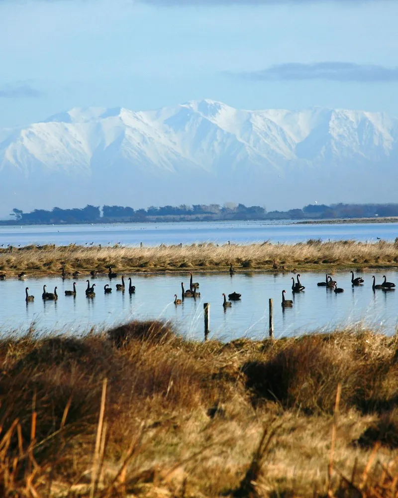 Lake Ellesmere full with swans