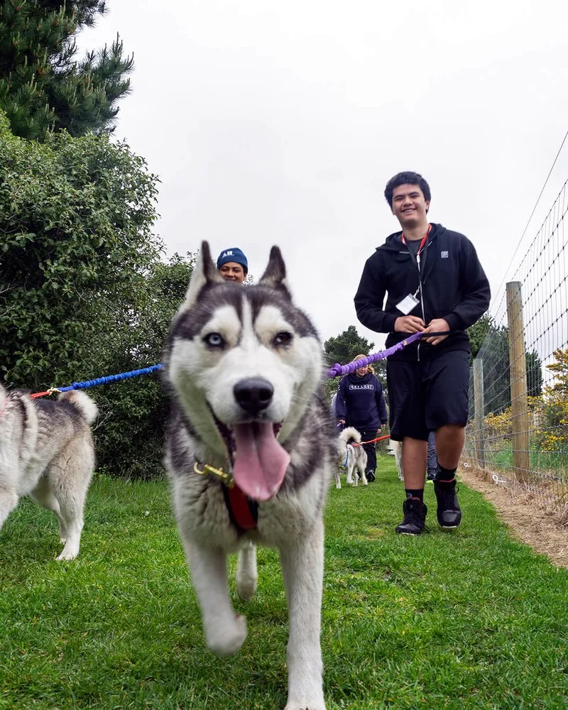 Antarctic Heritage Trust Husky Dogs