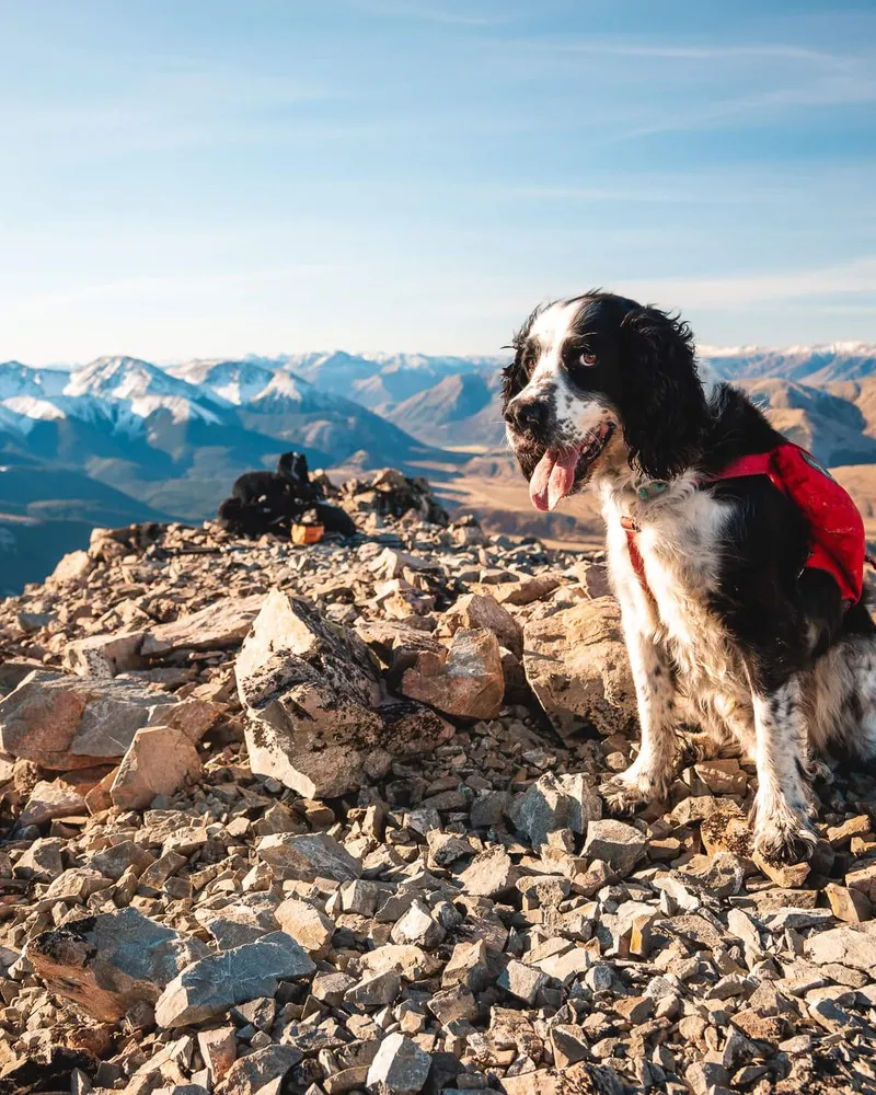 Mt Cloudsley Hike summit view with dog