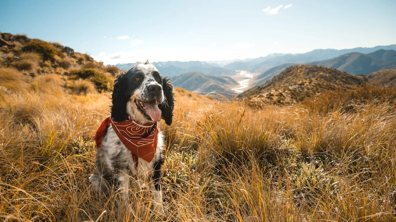 Mt Dumblane Hike with dog