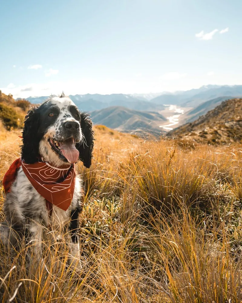 Mt Dumblane Hike with dog