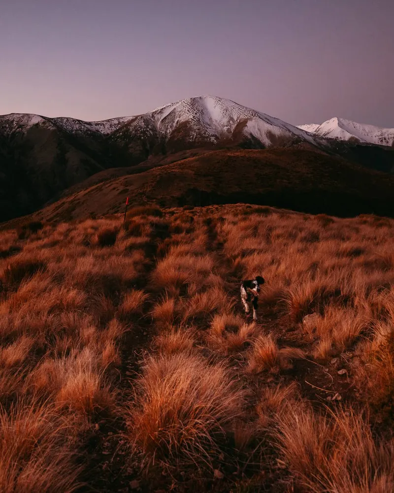 Rabbit Hill hike with dog running