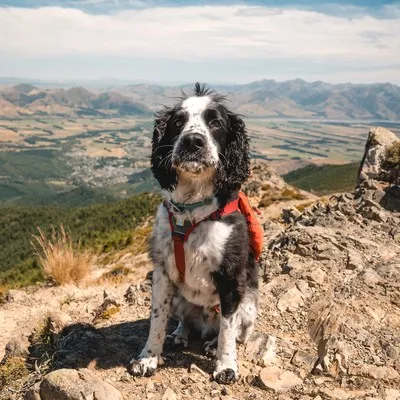 Mt Isobel Hike summit with dog