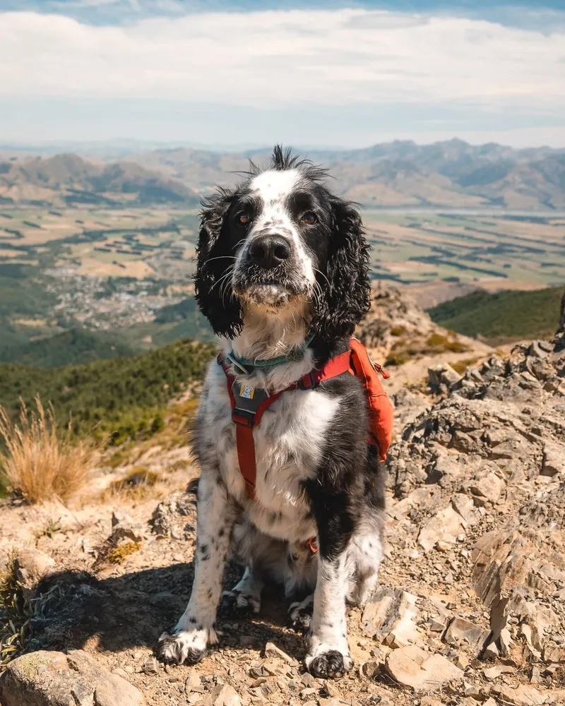 Mt Isobel Hike summit with dog