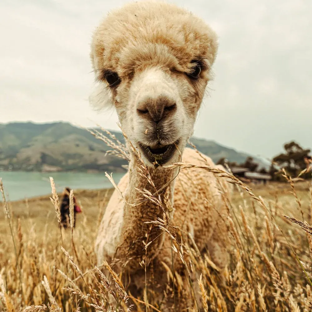 Alpaca closeup in Akaroa.