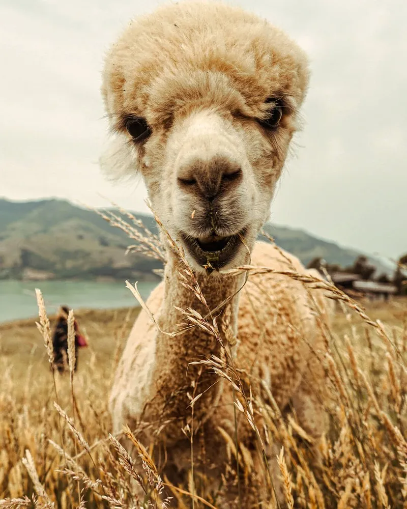 Alpaca closeup in Akaroa.
