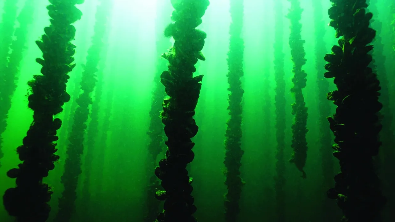 Mussels Underwater