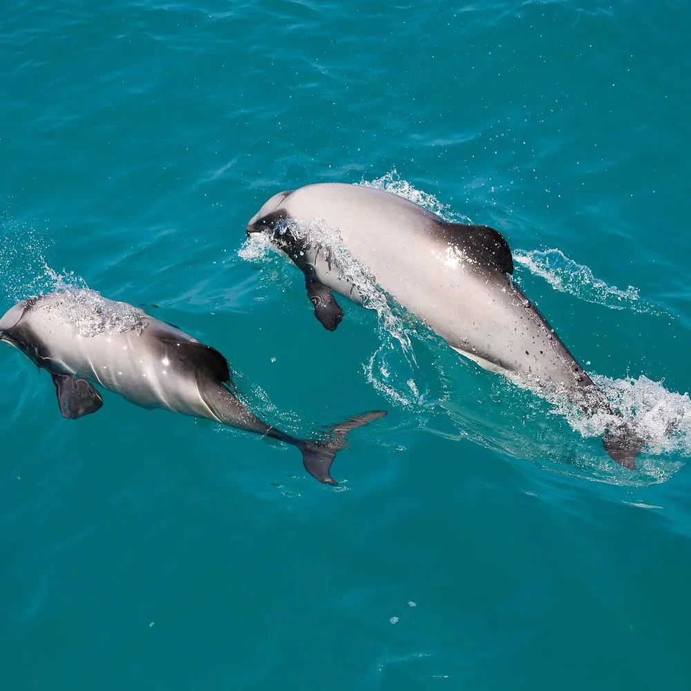 Winter Deals Akaroa Dolphins