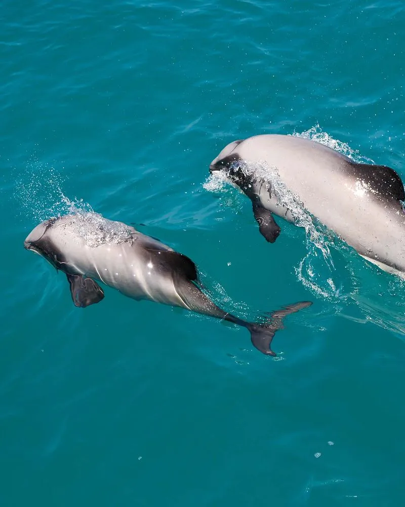 Winter Deals Akaroa Dolphins