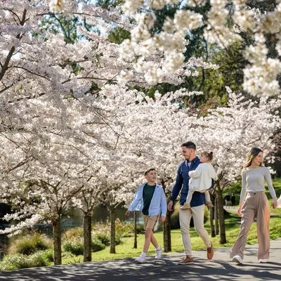 A family enjoying the Cherry Blossoms at the Botanic Gardens.
