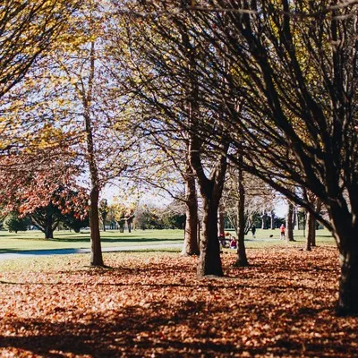 Fallen autumn leaves in Hagley Park Christchurch