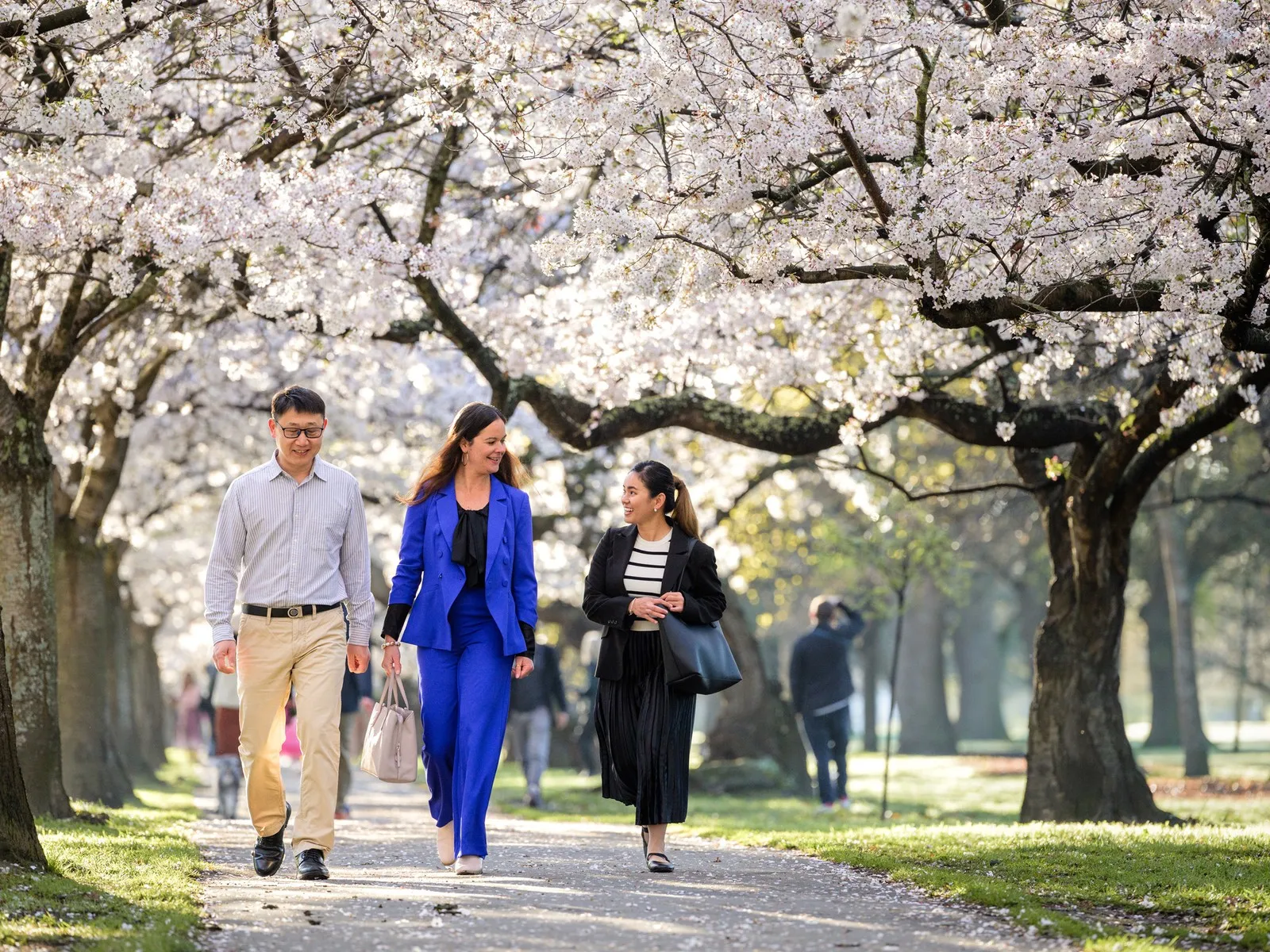 Friends walking on the Cherry Blossom path Hagley Park.