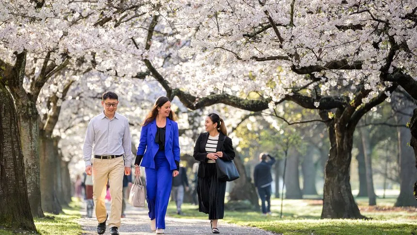 Friends walking on the Cherry Blossom path Hagley Park.
