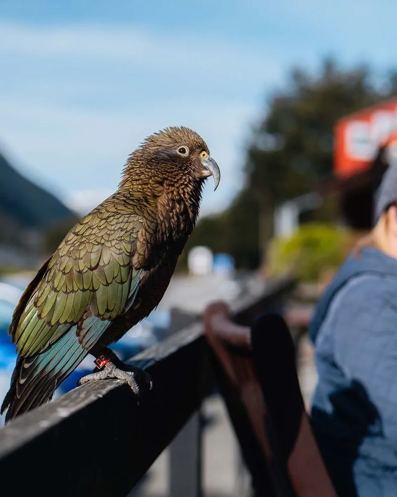 Kea sitting beside lady in Arthurs Pass