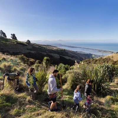 A group planting trees on the Port Hills