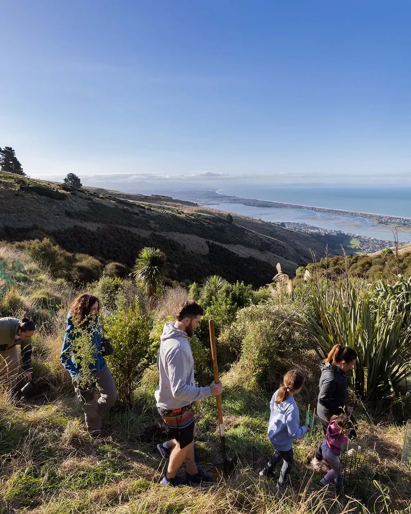 A group planting trees on the Port Hills