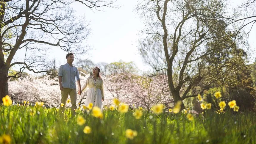 Couple walking through the daffodils
