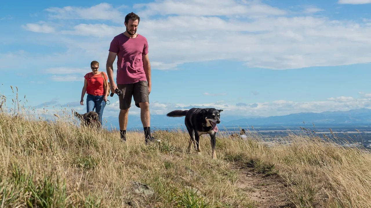 People walking their dogs at Victoria Park dog park