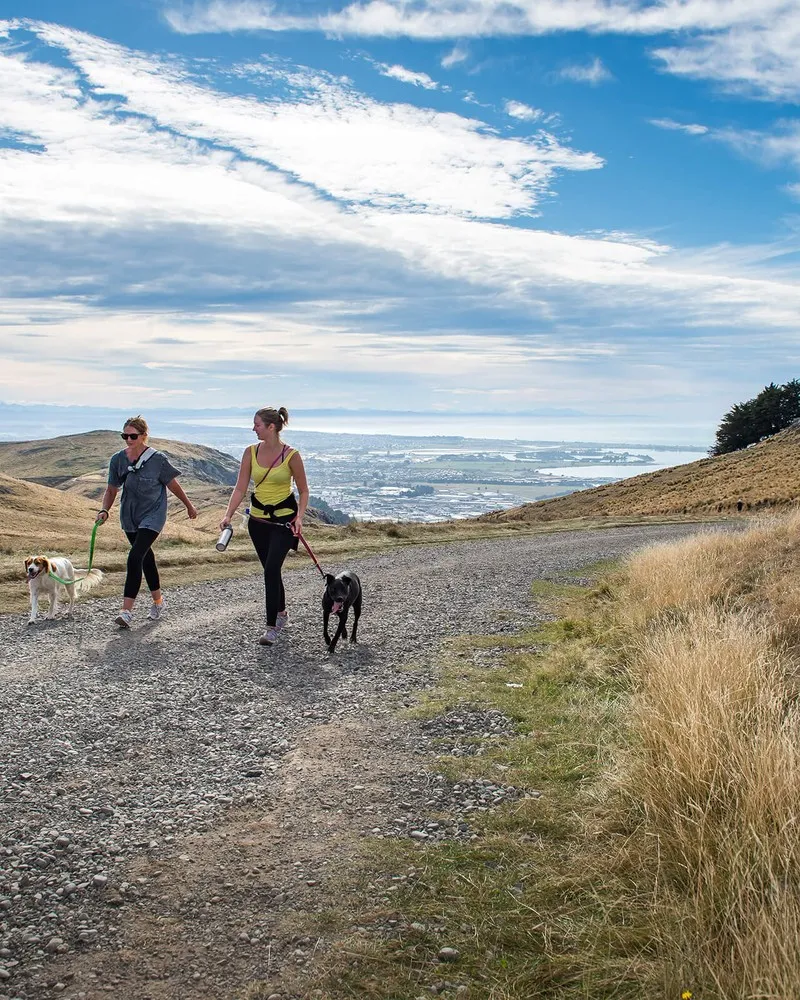 Two women walking dogs on Port Hills