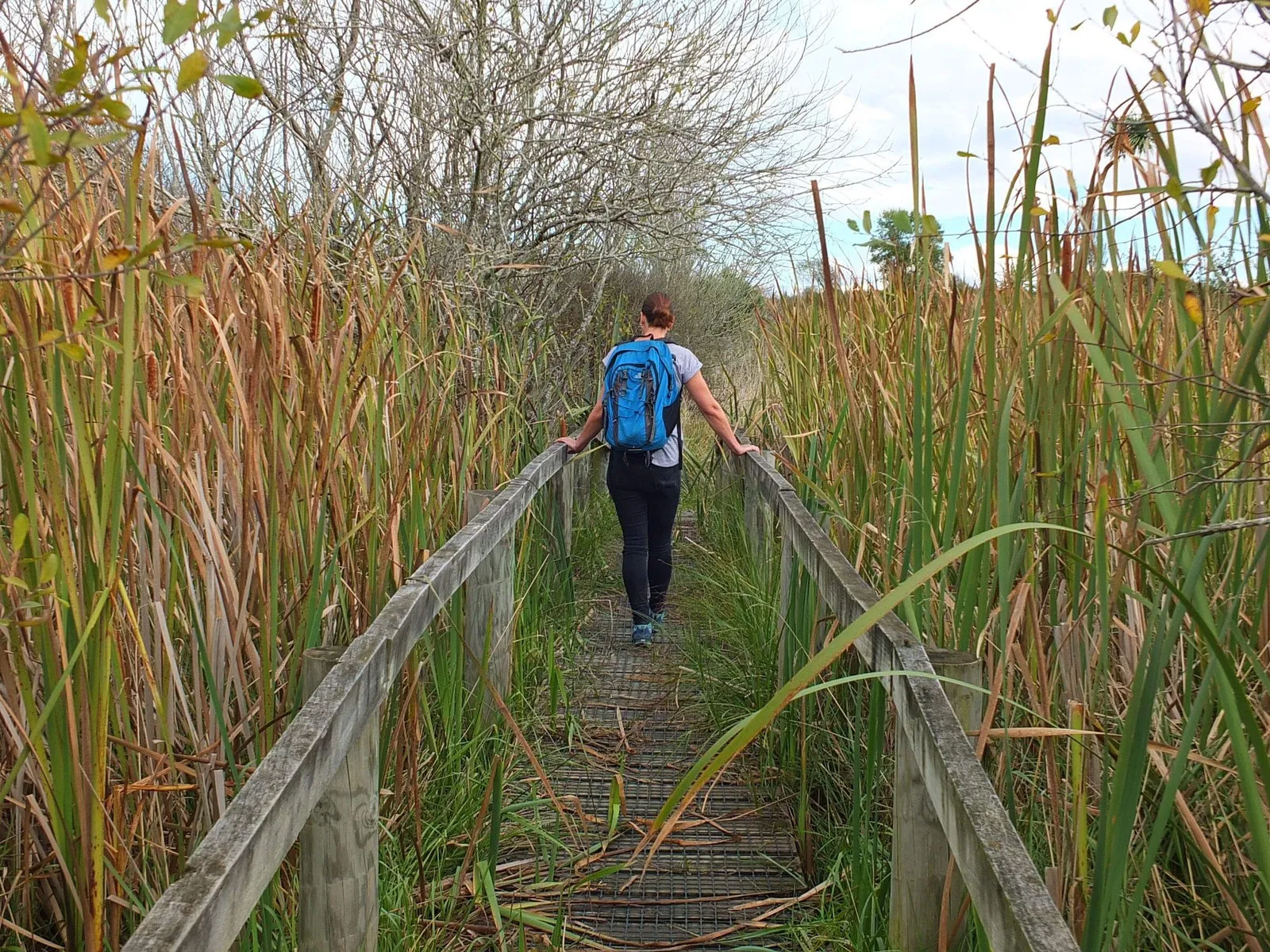 Taranaki Walkway Waikuku