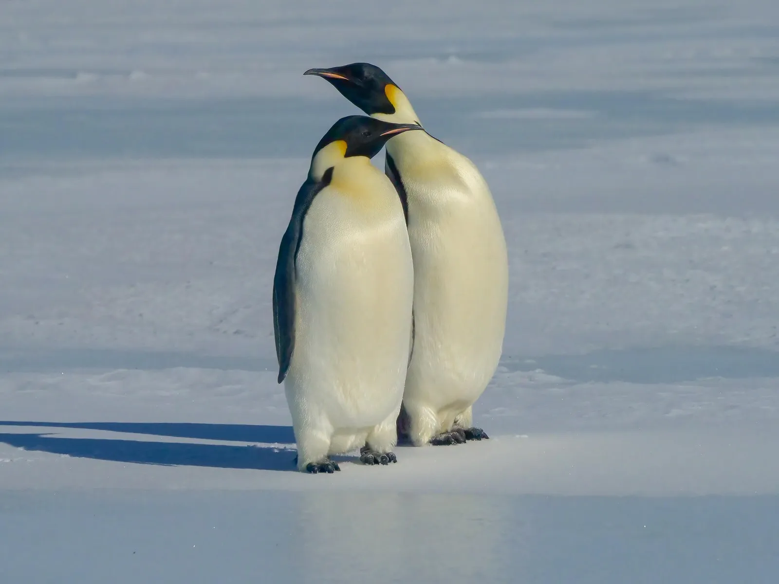 Antarctic Emperor Penguins
