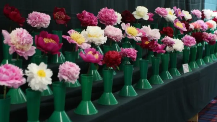 Christchurch Peony Flower Show