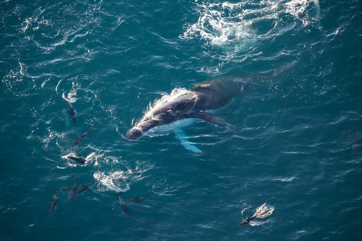 South Pacific Helicopters - Whale Watching
