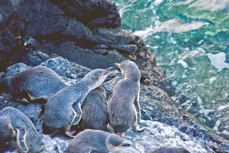 Pōhatu Penguins - Evening Penguins Tours - Akaroa/ Banks Peninsula