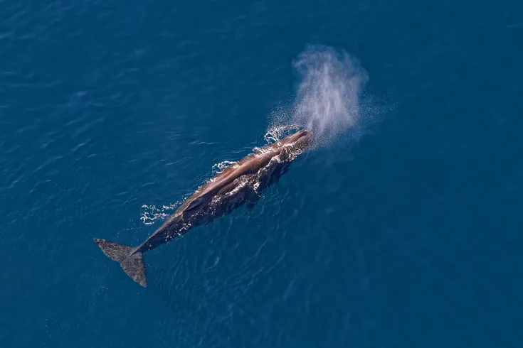 Kaikōura Helicopters Top n Tail Whale Watching