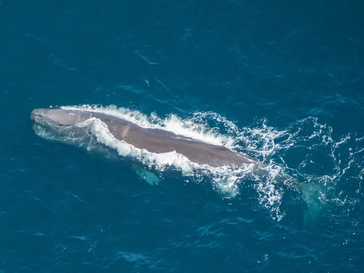 Kaikōura Helicopters Extended Whale Watch