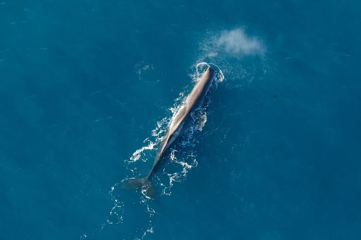 South Pacific Helicopters - Whales & Cray Tails with Marine Biologist Onboard