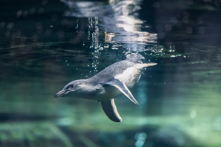 International Antarctic Centre - Penguin Backstage Experience