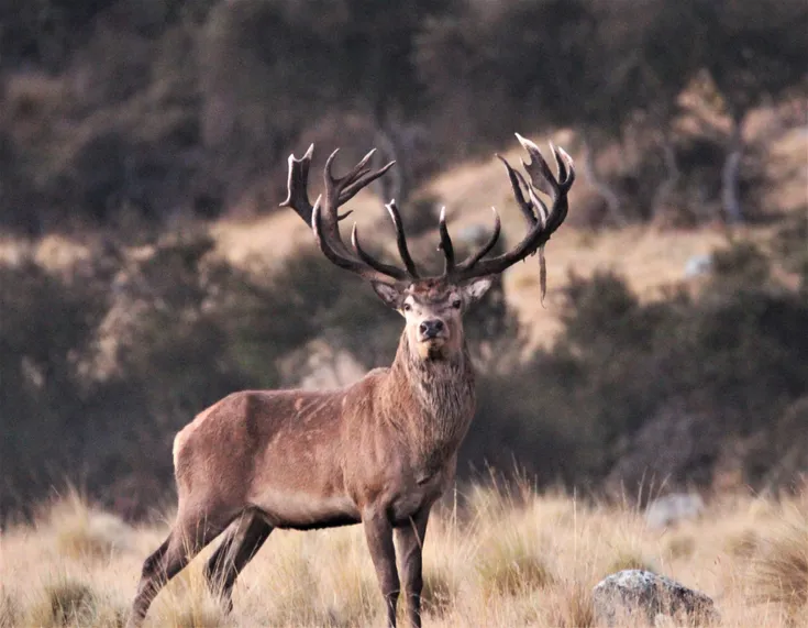 Rangitata Hunting New Zealand