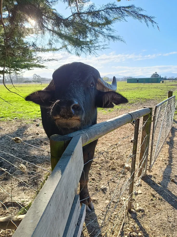 Farmyard Holiday Park
