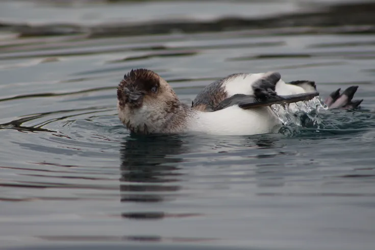 Private Seal Kayaking and Wildlife Tour - Seal Kayak Kaikourā