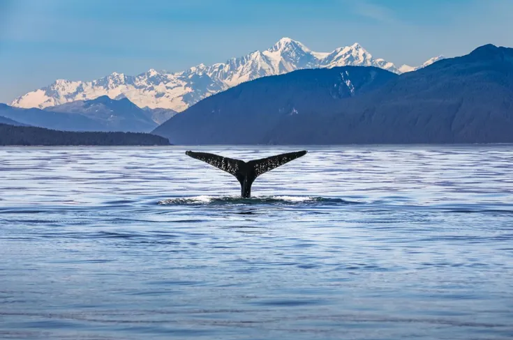 Kaikōura Day Trip From Christchurch with Whale Watch Small Group