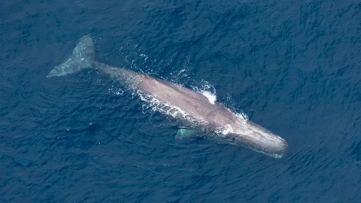 Air Kaikōura: Whale Watching Flight