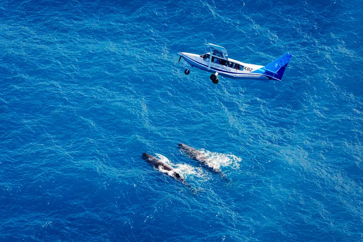 Whales By Air & Dolphins By Sea