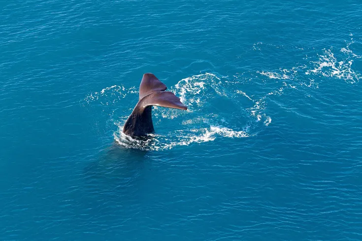 Kaikōura Helicopters Classic Whale Watch